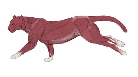 Jaguar anatomy